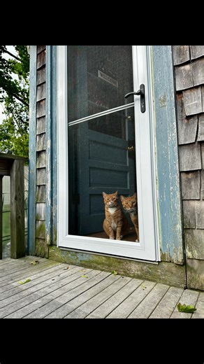 Keep your pets safe with the install of a storm door! Giving them the ability to view out into the world! Bristol County Storm Doors - 774-203-6333 #rhodeisland #massachusetts