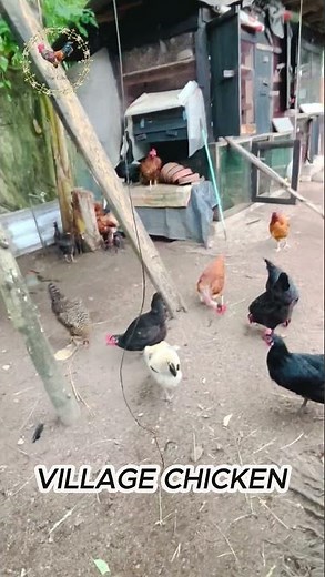 Natural Poultry Life | Country Chicken Farming in India #chicken #desichicken