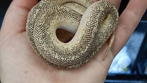 'Just Arrived' at our Ferntree Gully store, this amazing female...