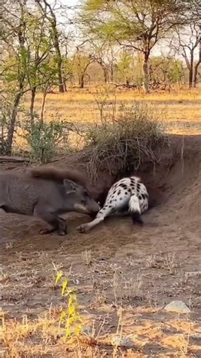 Crazy and funny animals.クレイジーで笑える動物