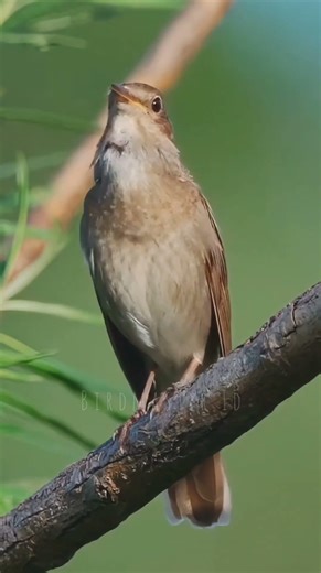 Crystal Audio Nightingale Bird Singing In Nature