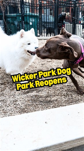 Block Club Chicago on Instagram: "Wicker Park’s namesake dog park will once again be open to furry friends this weekend after an extensive overhaul and expansion. Located in the southeastern corner of Wicker Park, 1425 N. Damen Ave., the dog park closed in May for construction after neighbors raised more than $600,000 to pay for the renovations. The revamp increases the dog park’s size by about 25 percent and adds new fencing, seating, concrete surfacing and turf. A second entrance to the park, 