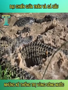 1.6M views · 24K reactions | Hạn hán khiến trăn Anaconda phải đối đầu cá sấu | Pizza Madre | Facebook