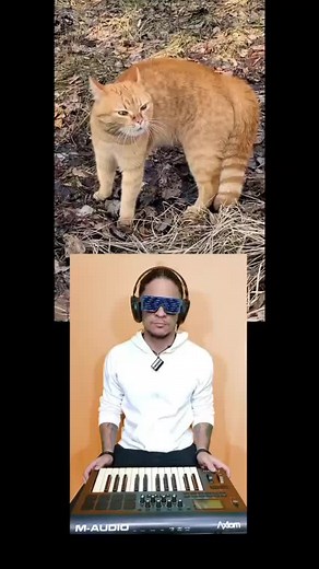 Cat Song Duet: Hilarious and Viral Compilation