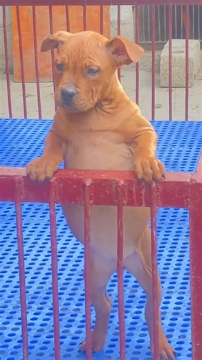 Generally red-haired female dog,large head, square mouth, and stiff tail#viralreels#dogs#shortvideo