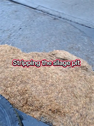Every 5 or 6 days we strip back the silage pit. The mats on top are a great job. Very happy how our pit turned out other than the hiccup at the very front when we opened it. #silage #farmlife #dailylife #workout #farming