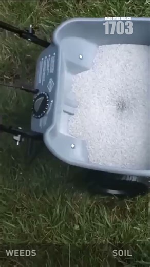 Diagnose Lawn Problems: Fungal, Pet, or Drought?