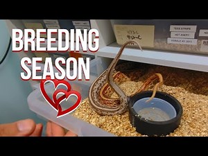 CORN SNAKE BREEDING - THE START OF INSANITY