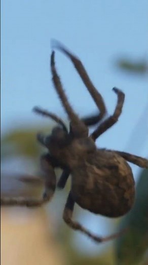 Top 5 Deadliest Spiders on Earth!