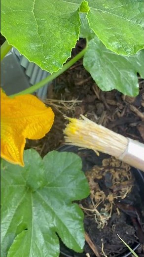 Finally! Our First Female Pumpkin Flower 🌼🎃