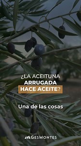 ¿La aceituna arrugada hace aceite? Te explico todos los datos sobre rendimiento de la aceituna con respecto al estés hídrico en este vídeo! Y si quieres saber cómo te podemos ayudar a mejorar los resultados de tu Finca, puedes pedir más información por Whatsapp al👉 616 375 969 | Gesmontes I Soluciones Para Propietarios de Fincas