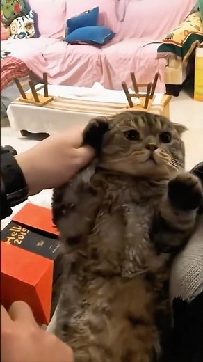Try NOT To Laugh 😂 Funniest Cats Videos of 2026 #funny #cat#usa
