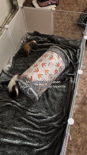 Cobayas Divertidos: Momentos Graciosos de Juego
