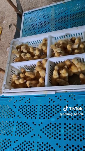 day old duck bebek peking #bebek #fyp #farmlife #peternakan