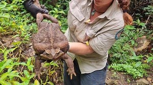 'Toadzilla': Record-Breaking Toxic Cane Toad Found in Australia