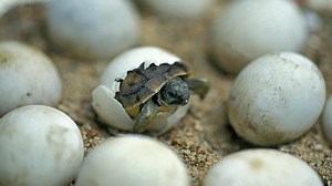 Baby-Schildkröten fahren auf Gesichter genauso ab wie wir Menschen