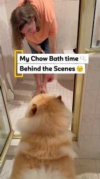 My Chow bath time behind the scenes 🫣😅