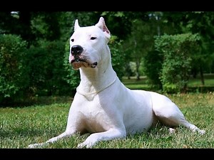 Dogo Argentino-The lord of the dogs