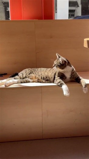 Cat Cafe Antwerp, ❤ 🐈 ❤ Belgium 8 August 2026 #cat #catcafe