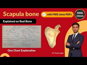 Scapula Bone Anatomy 3D | Explained on Real Bone | Dr. Pawan nagar