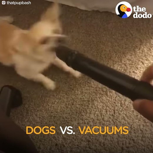 Dogs Vs Vacuum Cleaners Compilation | The Dodo