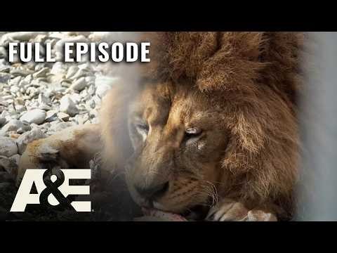 A Woman Enters a Lion’s Den and a Grandma Is Arrested (S1, E4) | My Strange Arrest | Full Episode
