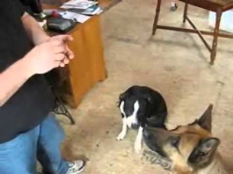 How to Give Your Dog A Pill The Quick And Easy Way