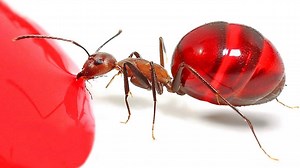 I can't believe what these insects do! 🐜