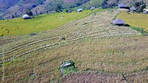 4K Footage on Farmers harvest organic rice farm with Traditional way by Manual rice threshing at hamlet in North of Thailand by drone