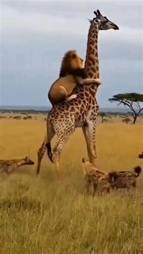 present wild on Instagram: "ご存知ですか? 日本では今、「歩く足跡」から発電しています! ⚡ 日本では現在、一歩ごとに発生するエネルギーを電気に変換する圧電タイルが設置されています! 🦵 人がこれらのタイルの上を歩くと、体重と動きによってタイルに圧力がかかり、タイルがわずかに曲がり、機械的な応力が生じます。タイル内の特殊な素材がこの圧力を電荷に変換します。⚙️ 一歩ごとに少量の電気が生成されますが、何百万人もの人が毎日歩く場合（東京の渋谷駅では1日240万歩以上!）、LEDライト、ディスプレイ、さらにはセンサーに電力を供給するのに十分なエネルギーが生成されます! 💡🌱 この技術は、未来の都市が一歩ごとに「充電」されることを示しています。想像してみてください。もし私たちの都市がこのようなタイルで覆われていたら、私たちの動きだけで発電できるのでしょうか? ⚡ #日本 #テクノロジー #イノベーション #グリーンエネルギー #未来技術 知識 知ってますか 技術事実 持続可能なエネルギー 発明 トレンド"