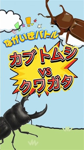 カブトムシとオオクワガタ、かつのはどっち？👑ながいきバトル🔥