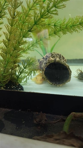 14 reactions · 10 comments | Fish room lessons. Love it. | Larry Wolz | Facebook