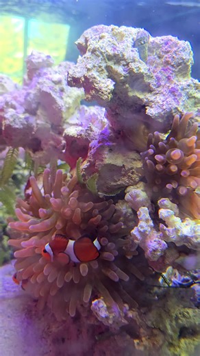 My Bubble Tip Anemone Splits in the Reef Tank!
