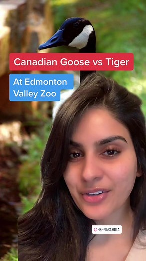 Edmonton Zoo Tiger Chases Goose: Viral Video