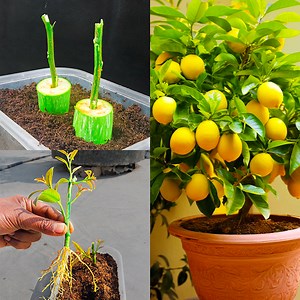 How to Grow Lemon Tree from Cuttings to Fruit quickly | DIY IndoorGarden