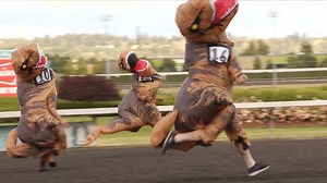 Rex run: Watch Tyrannosaurus rex run at Emerald Downs