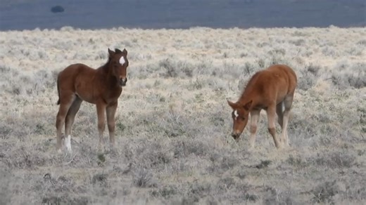 Windy Days! So many of you are experiencing winds and winter weather! Taking a nap on a windy day might seem like a good idea, but it is not always easy! As the year begins to wind down and many are setting their thoughts on holiday plans, we are hard at work. If you are wondering what we are doing right now.. we wrote it down. > https://wp.me/p1sfxY-Kfa A generous supporter just offered to match our end-of-year match! That means that your gift will be tripled through the end of the year to keep