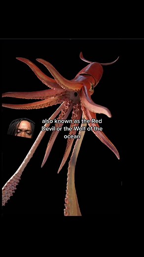 #greenscreen the Humboldt squid attack on Scott Cassell #humboldtsquid #squidattack @Floyd Mayweather #chrisfranklin966 #franklinuniversity #aggressiveanimals #animalplanet #scottcassell #oceanfacts #golfofmexico