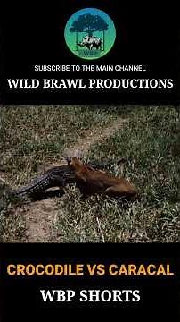 CROCODILE VS CARACAL