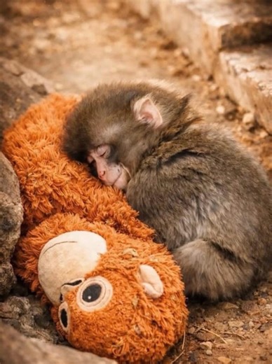 Punch the Monkey Night Light - Etsy