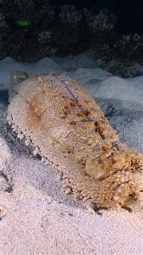 Forget searching the cosmos—the real aliens are right here in the ocean! 👽 Meet the Sea Cucumber, the deep sea‘s most otherworldly resident. These incredible creatures are the reef’s vacuum cleaners, tirelessly cleaning the ocean floor. But that‘s not all! When threatened, some can expel their own internal organs to distract predators... only to regenerate them later. Now that’s alien superpowers! The ocean is full of mysteries waiting to be discovered. 🤿 Ready to meet our planet‘s real aliens