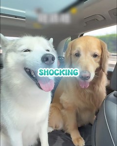 This dog watched a movie 🎬🐶 and decided to try swimming… for the first time! 💦 The splash? INSANE 😭🐾 #dogvideo #goldenretriever #dogreels #funnydogs #cutedogs #viralvideo #facebookreels #fyp #usa #dogswimming | RayzoX
