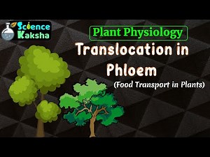 TRANSLOCATION IN PHLOEM | FOOD TRANSPORT IN PLANT | CSIR NET | PLANT PHYSIOLOGY