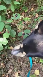 1.5K views · 53 reactions | Chulainn was blackberry picking today ! He loved the berries ,lovely , nutritious food on our door steps with zero food miles! | Munster lost and found pet helpline | Facebook