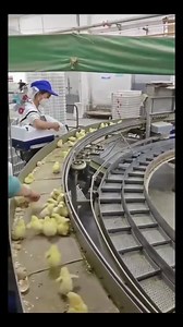 Processus d'éclosion des œufs de canard | Aviculture