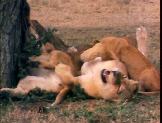 Really Wild Animals: Complete Series