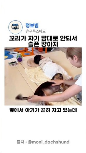 꼬리가 자기 맘대로 안되서 슬픈 닥스훈트