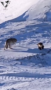 128K views · 14K reactions | The wolverine. #weasel #wolverine #northamerica #honeybadger #worldwildlife | Vivek Mandya C | Facebook