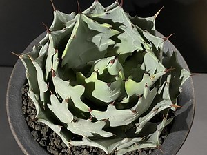 アガベ・白銀甲蟹｜（芽）-001｜ agave isthmensis