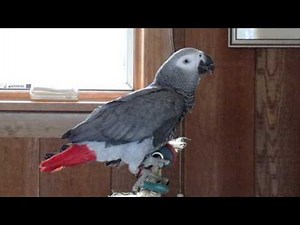 Poppy the African Grey's best talking video Part II